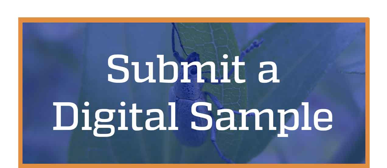 Submit a digital sample