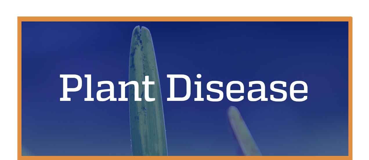 Plant Disease
